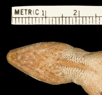 Media type: image;   Herpetology R-183905 Aspect: head ventral